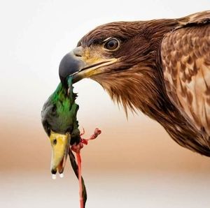 Meet your Posher, Glen